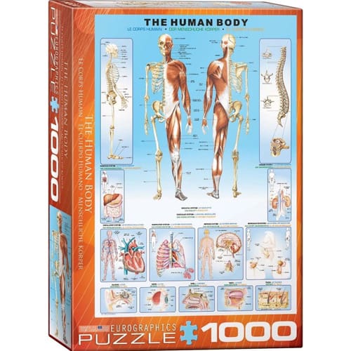 The Human Body Puzzel