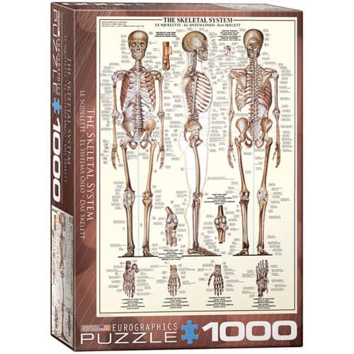 Skeletal System Puzzel
