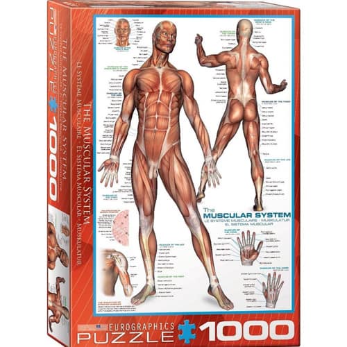 The Muscular System Puzzel